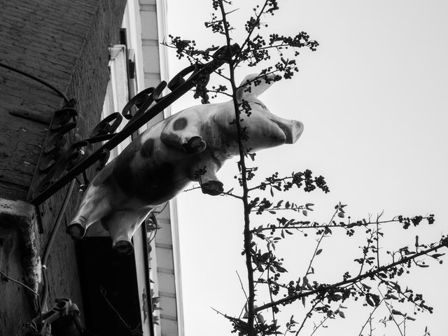 Raw spottedpig havardp4191111 640 0.0x0.0x4443.0x3332.0 q85